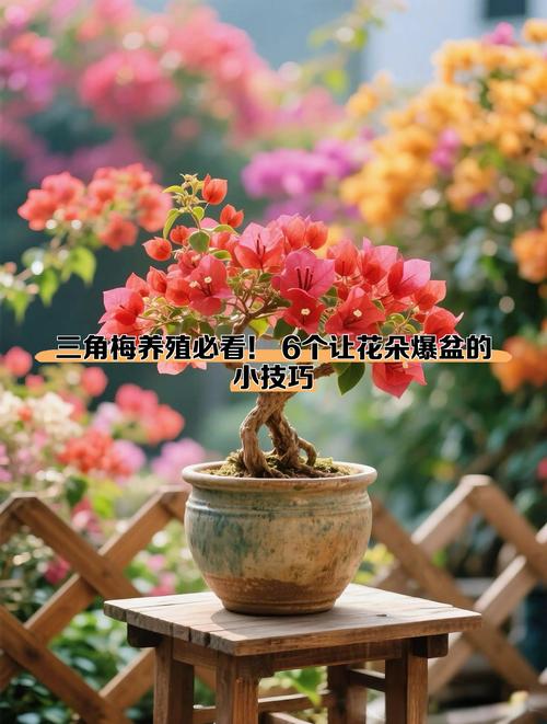 三角梅怎样爆盆，三角梅怎样爆盆好看？-第7张图片-优品飞百科