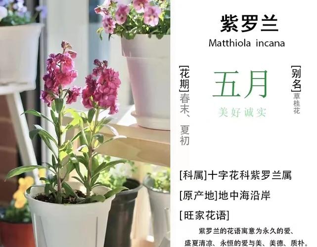 盆栽紫罗兰怎么养？紫罗兰如何养？