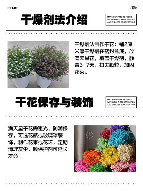 干花满天星如何制作，干花满天星花怎么养殖方法？