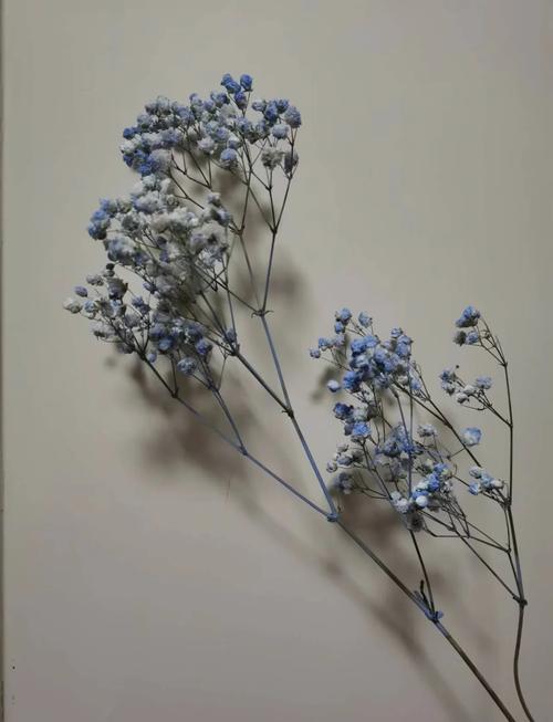 干花满天星如何制作，干花满天星花怎么养殖方法？-第5张图片-优品飞百科