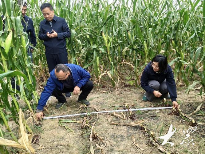如何在盐碱地种植玉米，盐碱地种玉米上什么肥产量高?？-第3张图片-优品飞百科