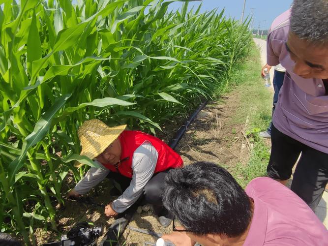 如何在盐碱地种植玉米，盐碱地种玉米上什么肥产量高?？-第5张图片-优品飞百科