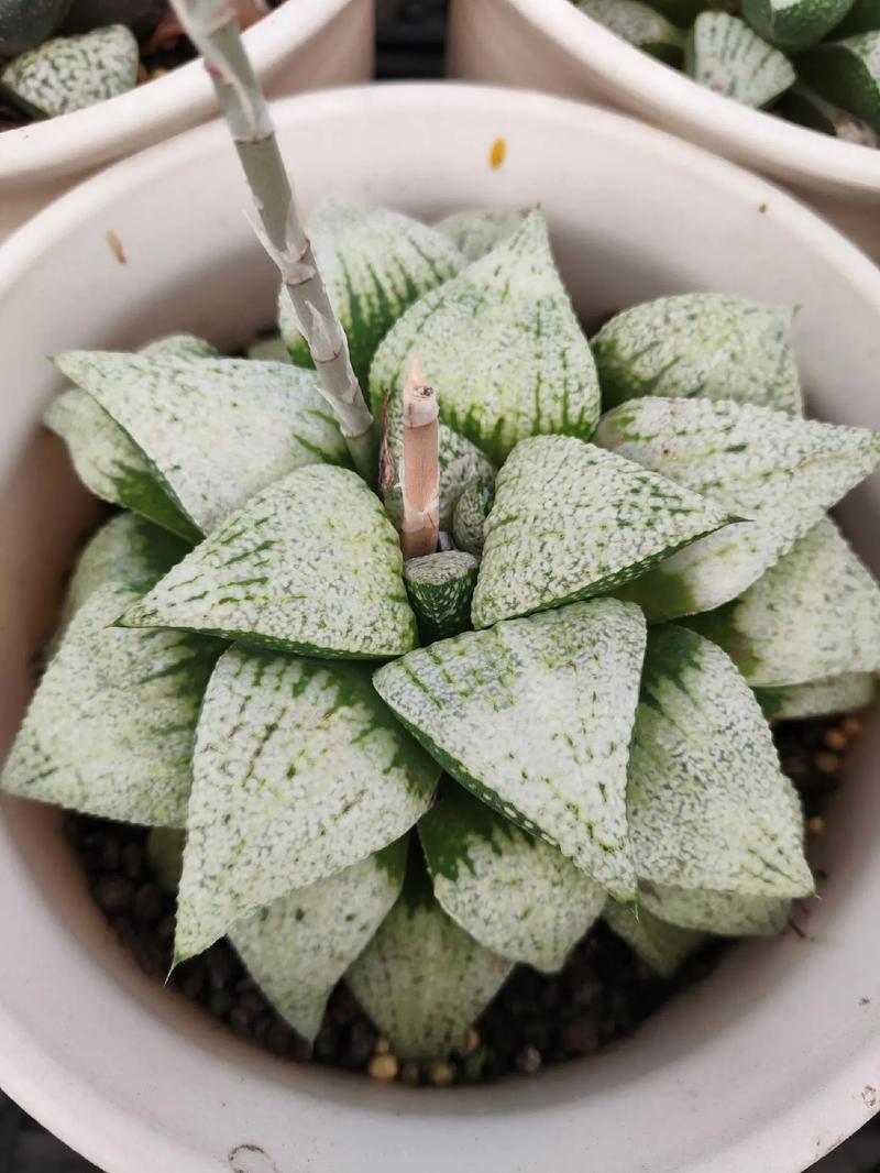 白银寿品级的甄别？十二卷白银寿变粉色？-第2张图片-优品飞百科