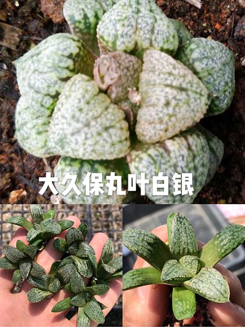 白银寿品级的甄别？十二卷白银寿变粉色？-第3张图片-优品飞百科