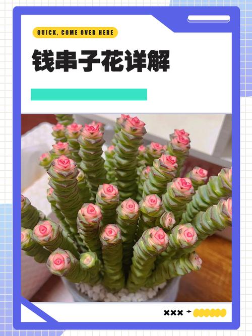 钱串子的养殖方法，钱串子的养殖方法怎样修剪栽培？-第2张图片-优品飞百科