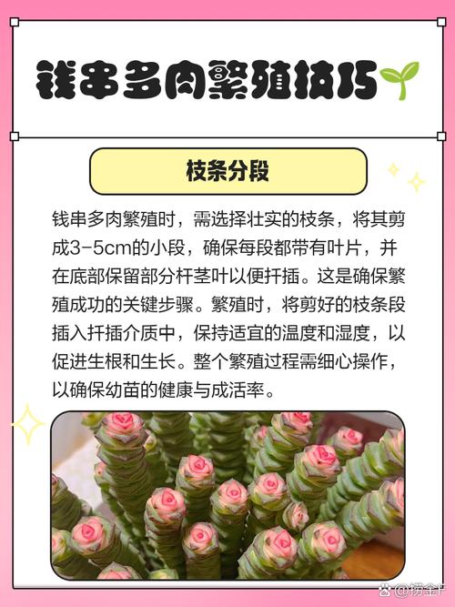 钱串子的养殖方法，钱串子的养殖方法怎样修剪栽培？-第3张图片-优品飞百科