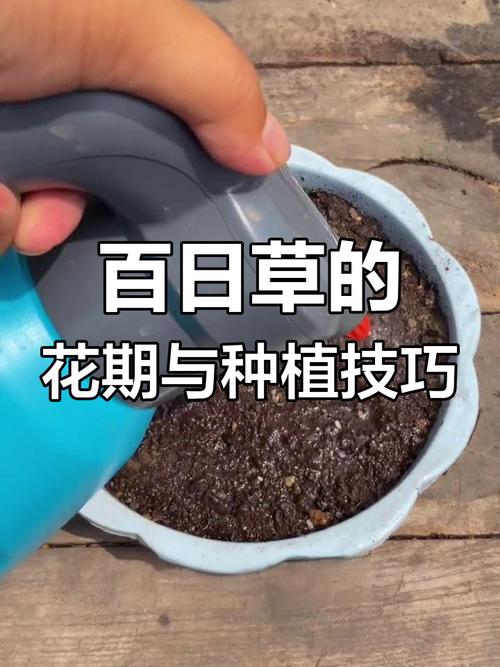 百日菊的扦插方法?百日菊怎么移栽?-第3张图片-优品飞百科 百日菊的扦插方法?百日菊怎么移栽?-第3张图片-优品飞百科
