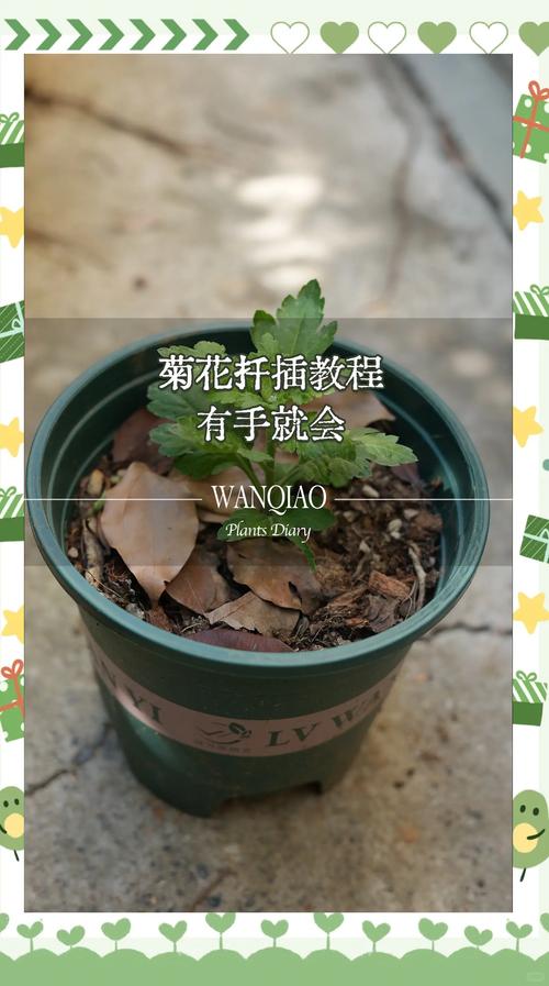 百日菊的扦插方法?百日菊怎么移栽?-第4张图片-优品飞百科 百日菊的扦插方法?百日菊怎么移栽?-第4张图片-优品飞百科