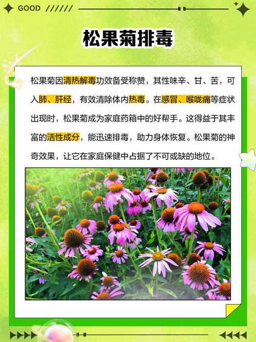 新买的松果菊怎么养？新鲜松果菊怎么吃？-第3张图片-优品飞百科
