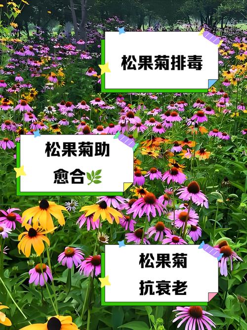 新买的松果菊怎么养？新鲜松果菊怎么吃？-第4张图片-优品飞百科