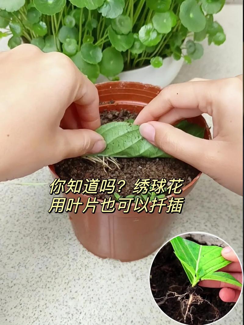 绣球花什么时候扦插，夏天能扦插吗，绣球花什么时侯扦插比较好？-第2张图片-优品飞百科