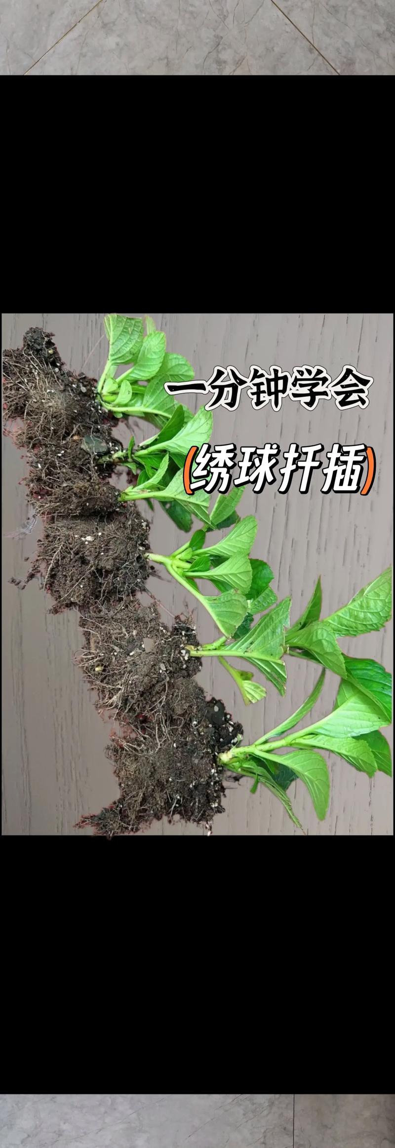 绣球花什么时候扦插，夏天能扦插吗，绣球花什么时侯扦插比较好？-第4张图片-优品飞百科