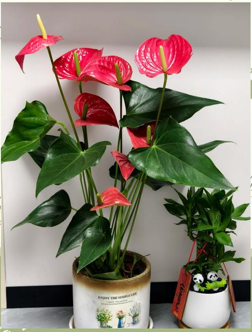 楼房客厅适合养什么花?就选这3种,好养寓意好!?楼房客厅养什么花比较好?-第2张图片-优品飞百科 楼房客厅适合养什么花?就选这3种,好养寓意好!?楼房客厅养什么花比较好?-第2张图片-优品飞百科