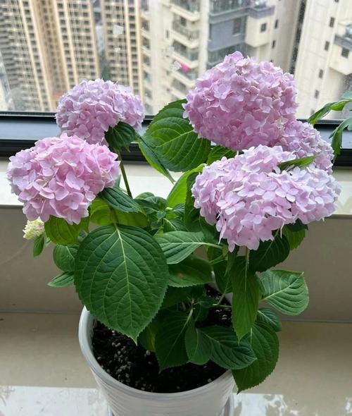 楼房客厅适合养什么花?就选这3种,好养寓意好!?楼房客厅养什么花比较好?-第3张图片-优品飞百科 楼房客厅适合养什么花?就选这3种,好养寓意好!?楼房客厅养什么花比较好?-第3张图片-优品飞百科