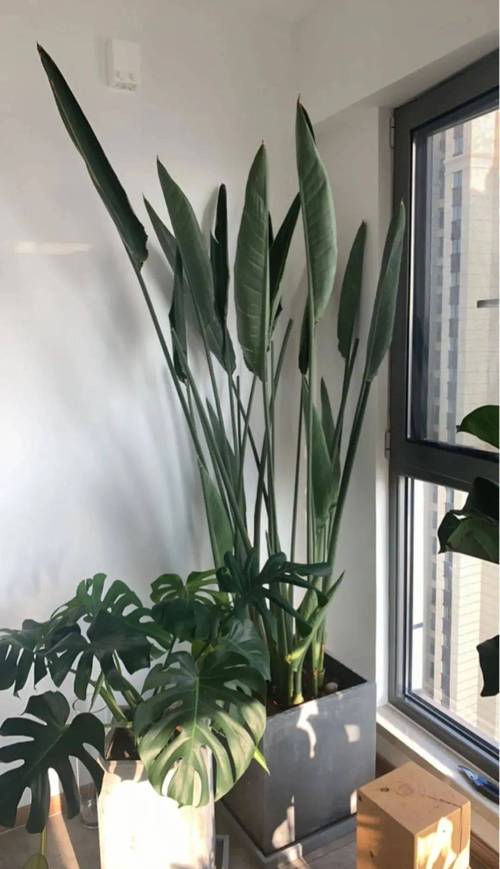 楼房客厅适合养什么花?就选这3种,好养寓意好!?楼房客厅养什么花比较好?-第5张图片-优品飞百科 楼房客厅适合养什么花?就选这3种,好养寓意好!?楼房客厅养什么花比较好?-第5张图片-优品飞百科