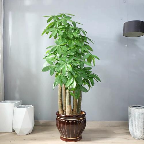 发财树有毒吗,能放卧室吗,发财树有毒吗 能在室内养吗?-第2张图片-优品飞百科 发财树有毒吗,能放卧室吗,发财树有毒吗 能在室内养吗?-第2张图片-优品飞百科