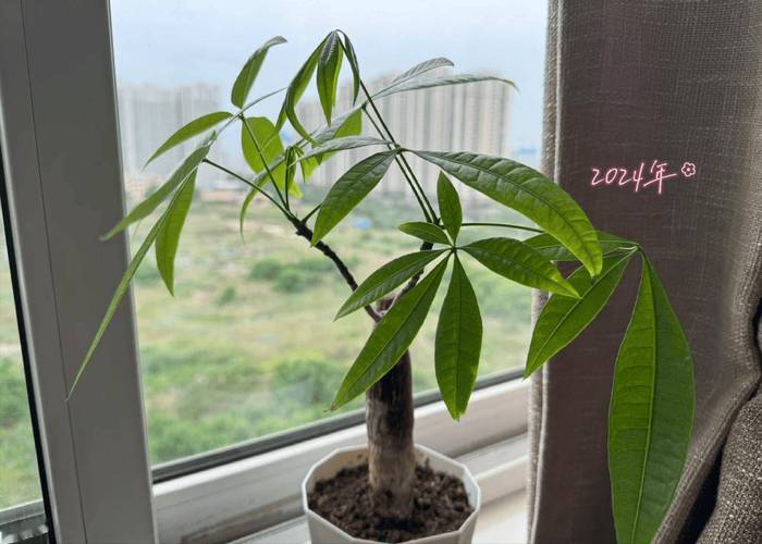 发财树有毒吗,能放卧室吗,发财树有毒吗 能在室内养吗?-第4张图片-优品飞百科 发财树有毒吗,能放卧室吗,发财树有毒吗 能在室内养吗?-第4张图片-优品飞百科