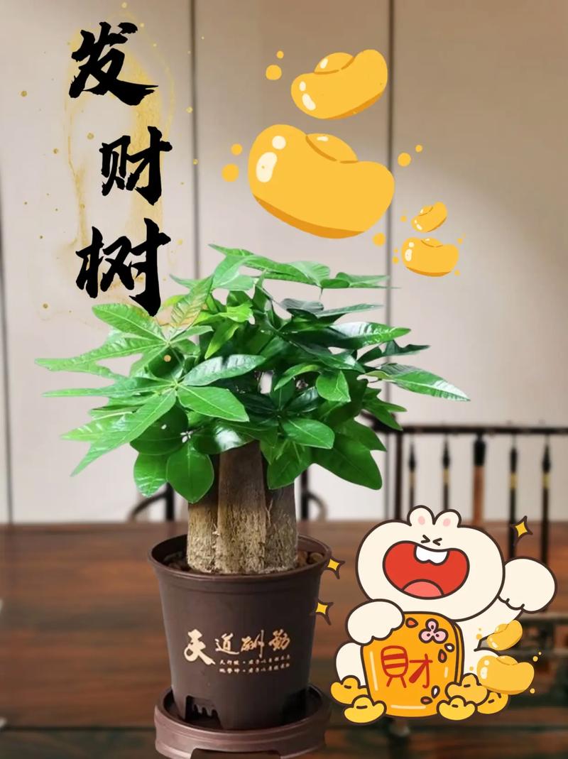 发财树有毒吗,能放卧室吗,发财树有毒吗 能在室内养吗?-第5张图片-优品飞百科 发财树有毒吗,能放卧室吗,发财树有毒吗 能在室内养吗?-第5张图片-优品飞百科