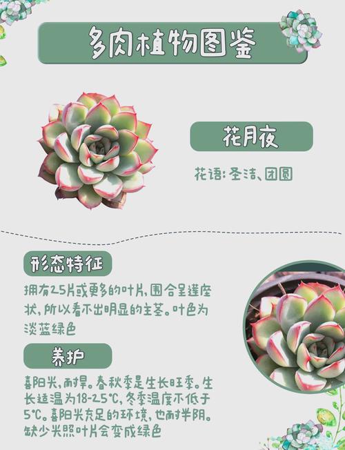 云南石莲怎么养？石莲品种图鉴？-第2张图片-优品飞百科