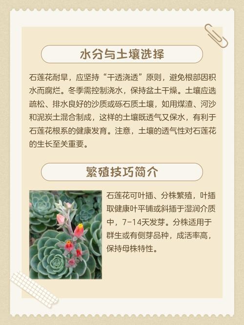 云南石莲怎么养？石莲品种图鉴？-第3张图片-优品飞百科