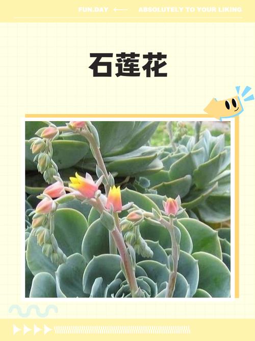 云南石莲怎么养？石莲品种图鉴？-第4张图片-优品飞百科