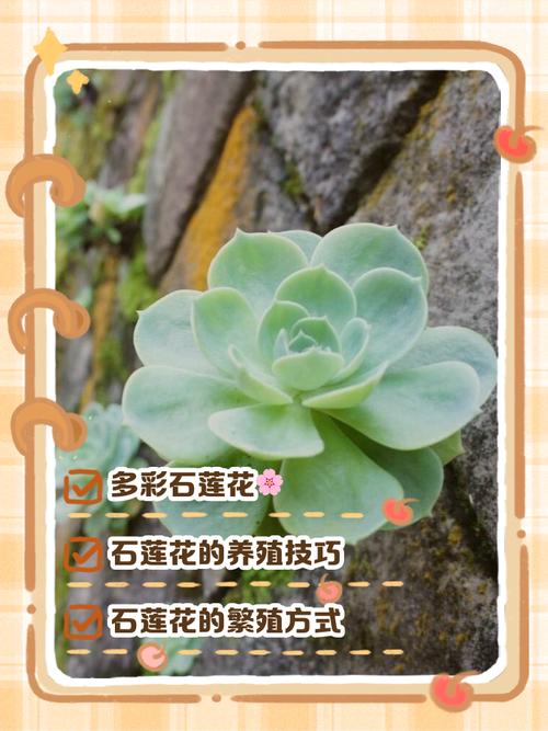 云南石莲怎么养？石莲品种图鉴？-第5张图片-优品飞百科
