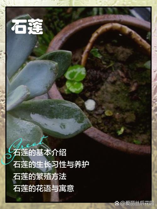 云南石莲怎么养？石莲品种图鉴？-第6张图片-优品飞百科