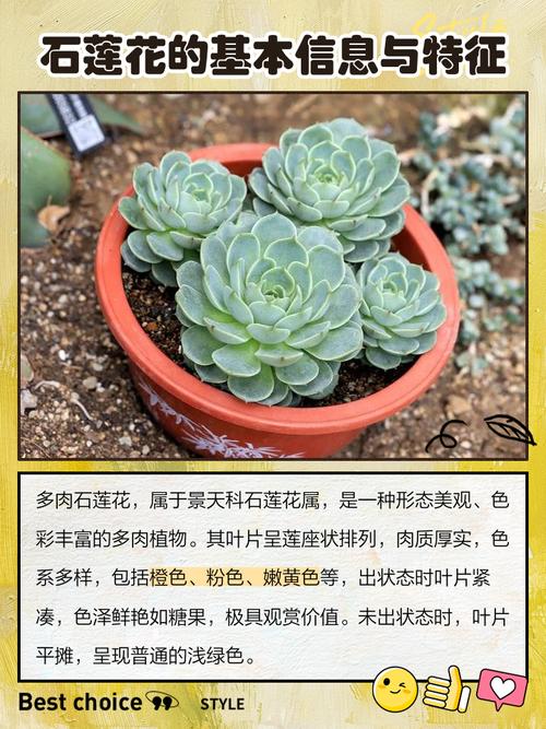 云南石莲怎么养？石莲品种图鉴？-第7张图片-优品飞百科