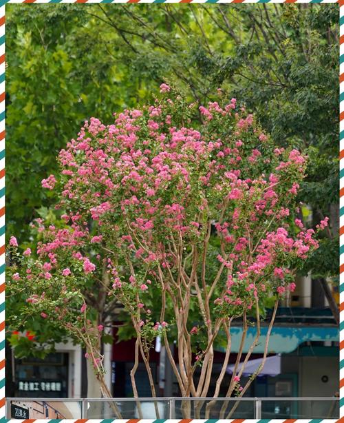武威适合养什么花，市花和市树是什么？武威买花的地方？-第2张图片-优品飞百科