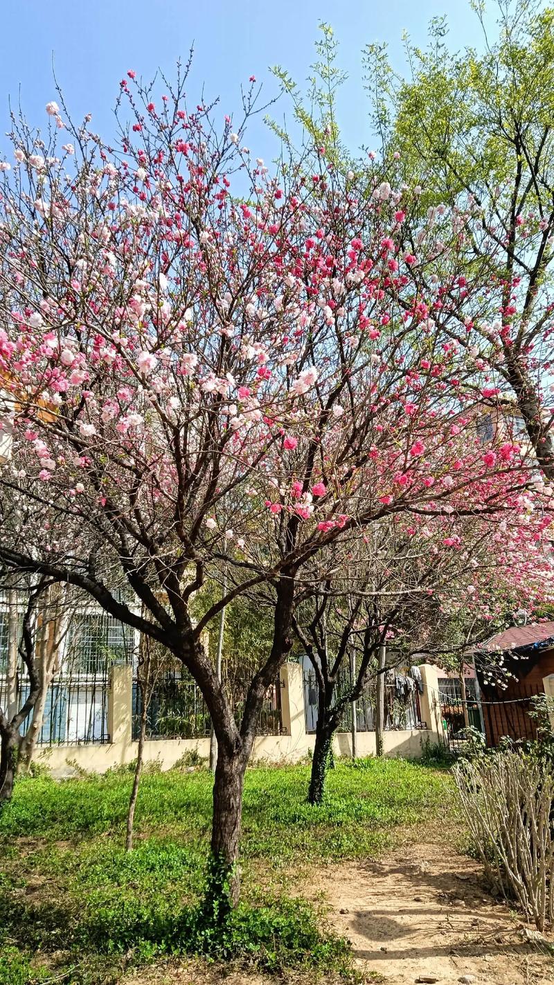武威适合养什么花，市花和市树是什么？武威买花的地方？-第3张图片-优品飞百科
