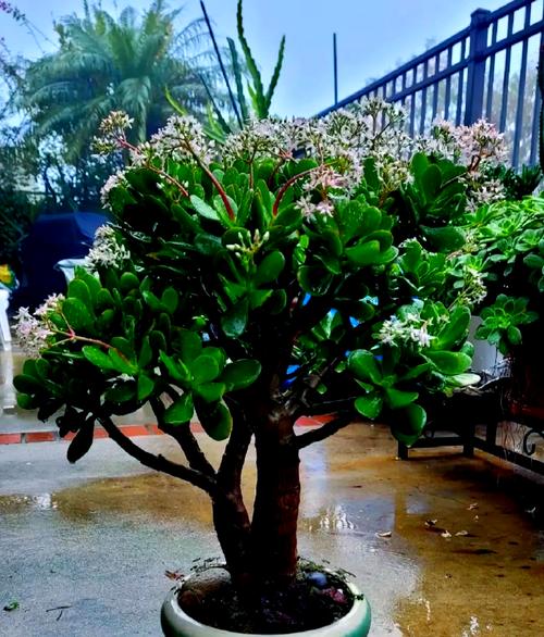 武威适合养什么花，市花和市树是什么？武威买花的地方？-第7张图片-优品飞百科
