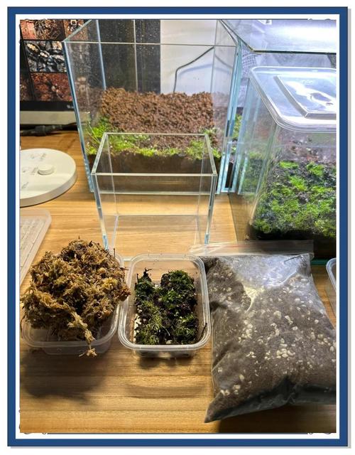 小白兔狸藻怎么养，小白兔狸藻多久浇一次水？