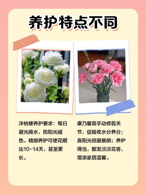 洋桔梗和桔梗的区别，洋桔梗和桔梗的区别是什么?？-第2张图片-优品飞百科