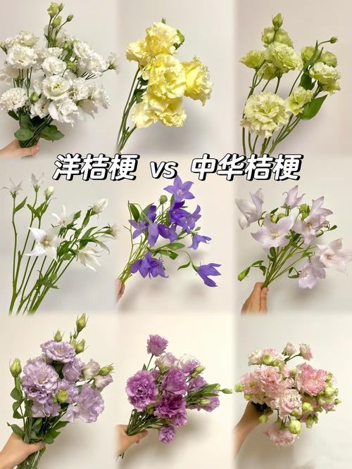 洋桔梗和桔梗的区别，洋桔梗和桔梗的区别是什么?？-第4张图片-优品飞百科