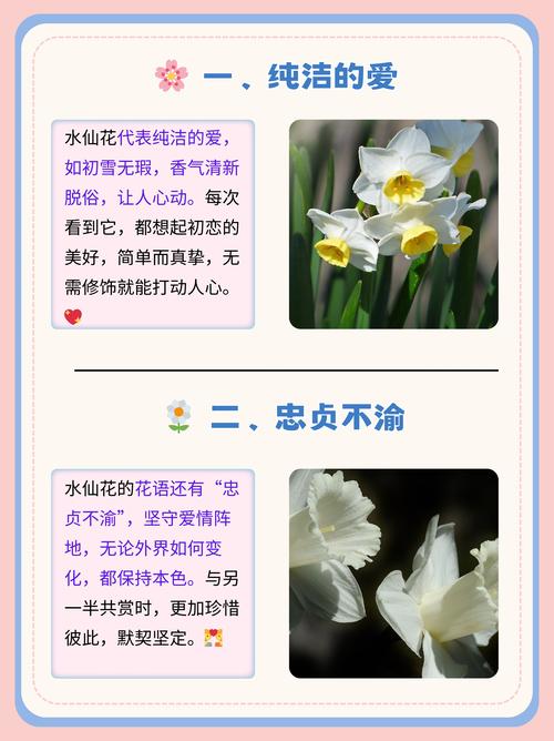 水仙花花语和象征,送水仙花代表什么含义,送水仙花的寓意-第2张图片-优品飞百科 水仙花花语和象征,送水仙花代表什么含义,送水仙花的寓意-第2张图片-优品飞百科