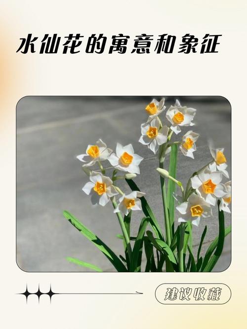 水仙花花语和象征,送水仙花代表什么含义,送水仙花的寓意-第3张图片-优品飞百科 水仙花花语和象征,送水仙花代表什么含义,送水仙花的寓意-第3张图片-优品飞百科