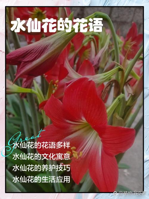 水仙花花语和象征,送水仙花代表什么含义,送水仙花的寓意-第4张图片-优品飞百科 水仙花花语和象征,送水仙花代表什么含义,送水仙花的寓意-第4张图片-优品飞百科