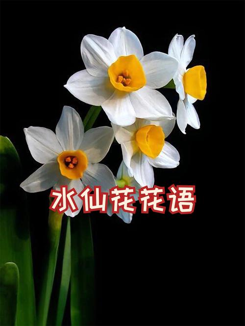 水仙花花语和象征,送水仙花代表什么含义,送水仙花的寓意-第5张图片-优品飞百科 水仙花花语和象征,送水仙花代表什么含义,送水仙花的寓意-第5张图片-优品飞百科