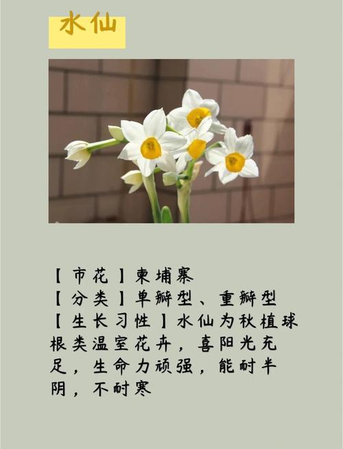 水仙花花语和象征,送水仙花代表什么含义,送水仙花的寓意-第6张图片-优品飞百科 水仙花花语和象征,送水仙花代表什么含义,送水仙花的寓意-第6张图片-优品飞百科