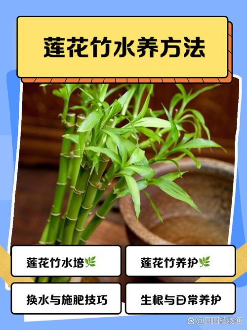 莲花竹会开花吗，莲花竹能活多久？-第2张图片-优品飞百科