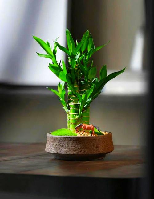 莲花竹会开花吗，莲花竹能活多久？-第4张图片-优品飞百科
