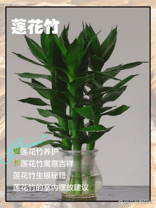 莲花竹会开花吗，莲花竹能活多久？-第5张图片-优品飞百科