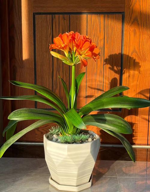 莲花竹会开花吗，莲花竹能活多久？-第6张图片-优品飞百科