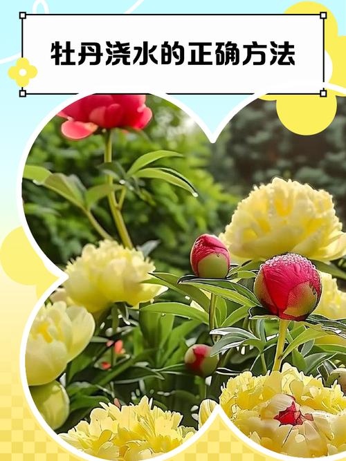 牡丹浇水的正确方法，牡丹浇水的正确方法和注意事项