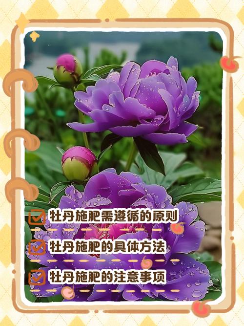 牡丹浇水的正确方法，牡丹浇水的正确方法和注意事项-第2张图片-优品飞百科