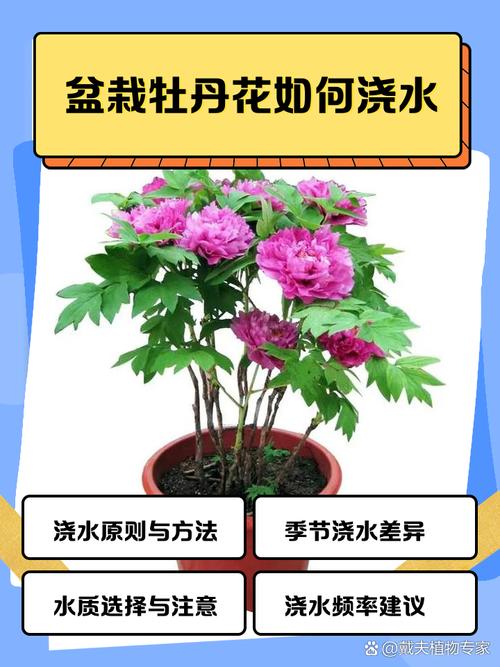 牡丹浇水的正确方法，牡丹浇水的正确方法和注意事项-第3张图片-优品飞百科