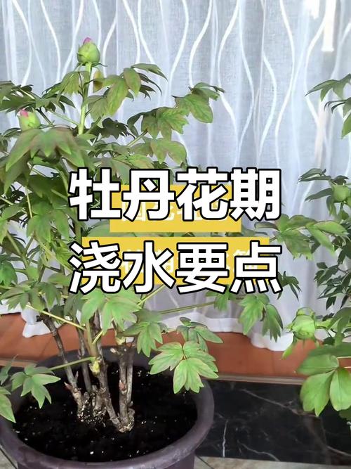 牡丹浇水的正确方法，牡丹浇水的正确方法和注意事项-第5张图片-优品飞百科