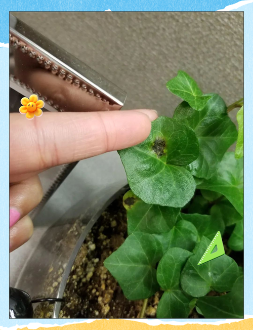 常春藤夏天怎么浇水？常春藤夏天怎么浇水视频？-第3张图片-优品飞百科