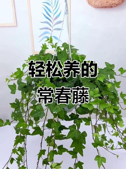 常春藤夏天怎么浇水？常春藤夏天怎么浇水视频？-第4张图片-优品飞百科