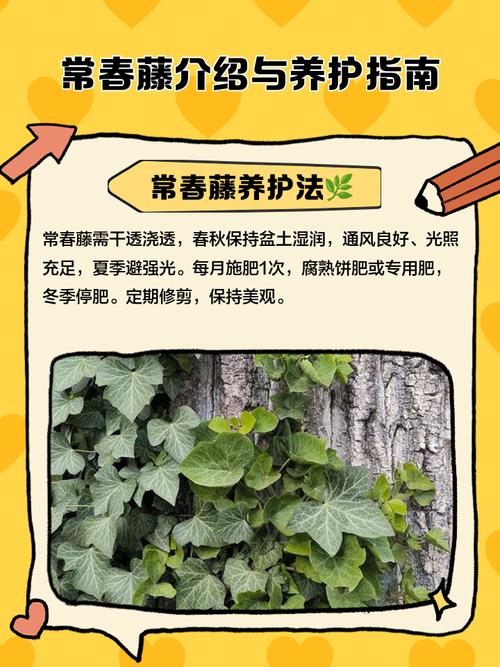 常春藤夏天怎么浇水？常春藤夏天怎么浇水视频？-第5张图片-优品飞百科